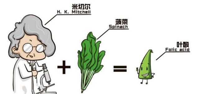 怀孕期间叶酸到底吃0.8还是0.4,怀孕初期叶酸和dha可以同时服用吗