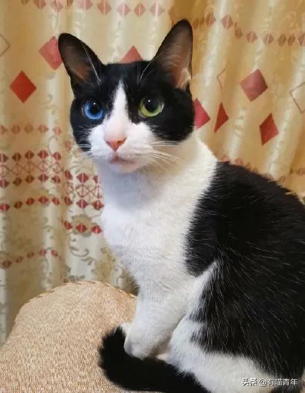 养猫应该如何起名,猫的名字越贱越好养活