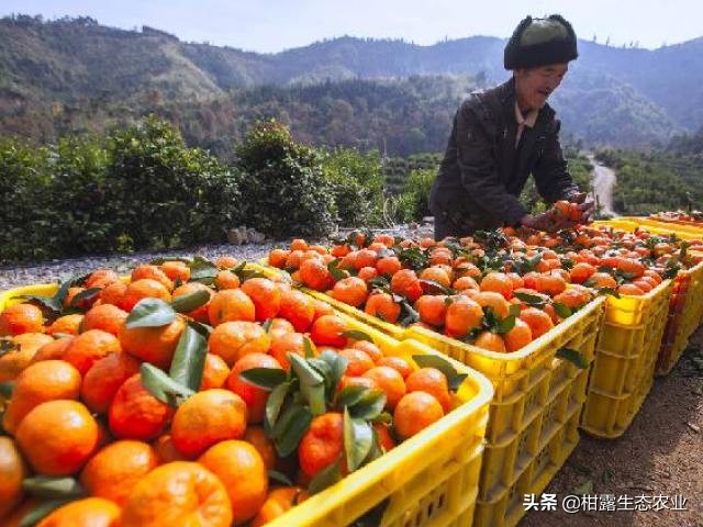 柑橘行情不好时如何卖农药,柑橘销售难对策建议