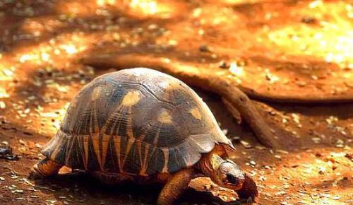 能允许养殖的陆龟,陆龟养殖环境越大越好吗