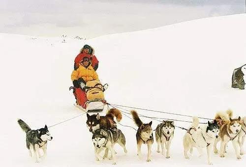 鍗楁瀬澶у啋闄╀腑鐨勮挋澶鐗囨,鍗楁瀬澶у啋闄╄挋澶