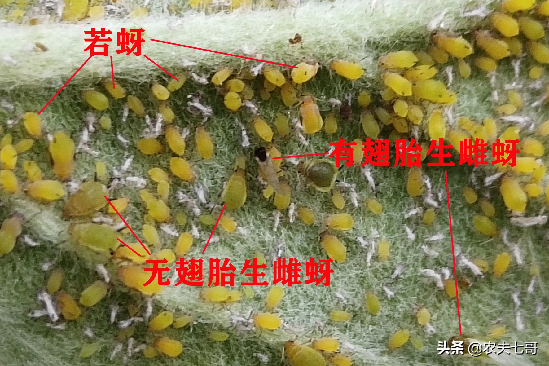 苹果蚜怎么防治,苹果黄蚜用什么药最好