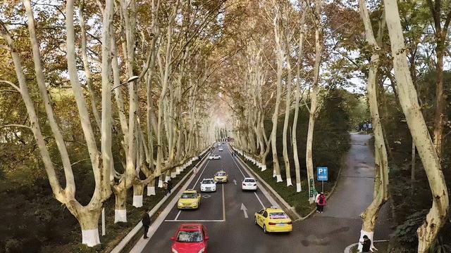 南京旅游必去十处,南京旅游十大必去免费景点排名