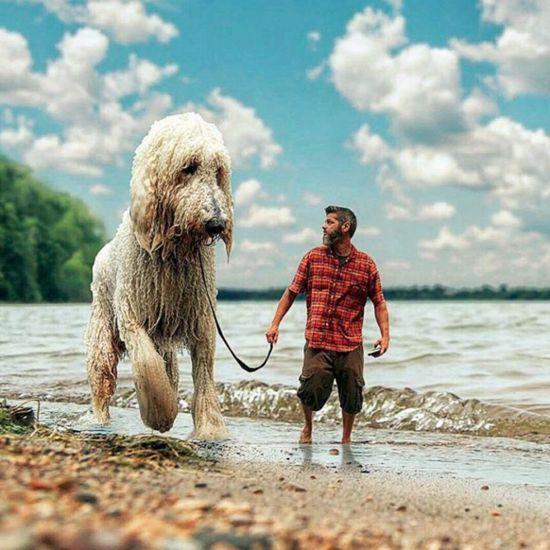 巨型贵宾犬好养嘛,巨型贵宾犬好吗值得养吗