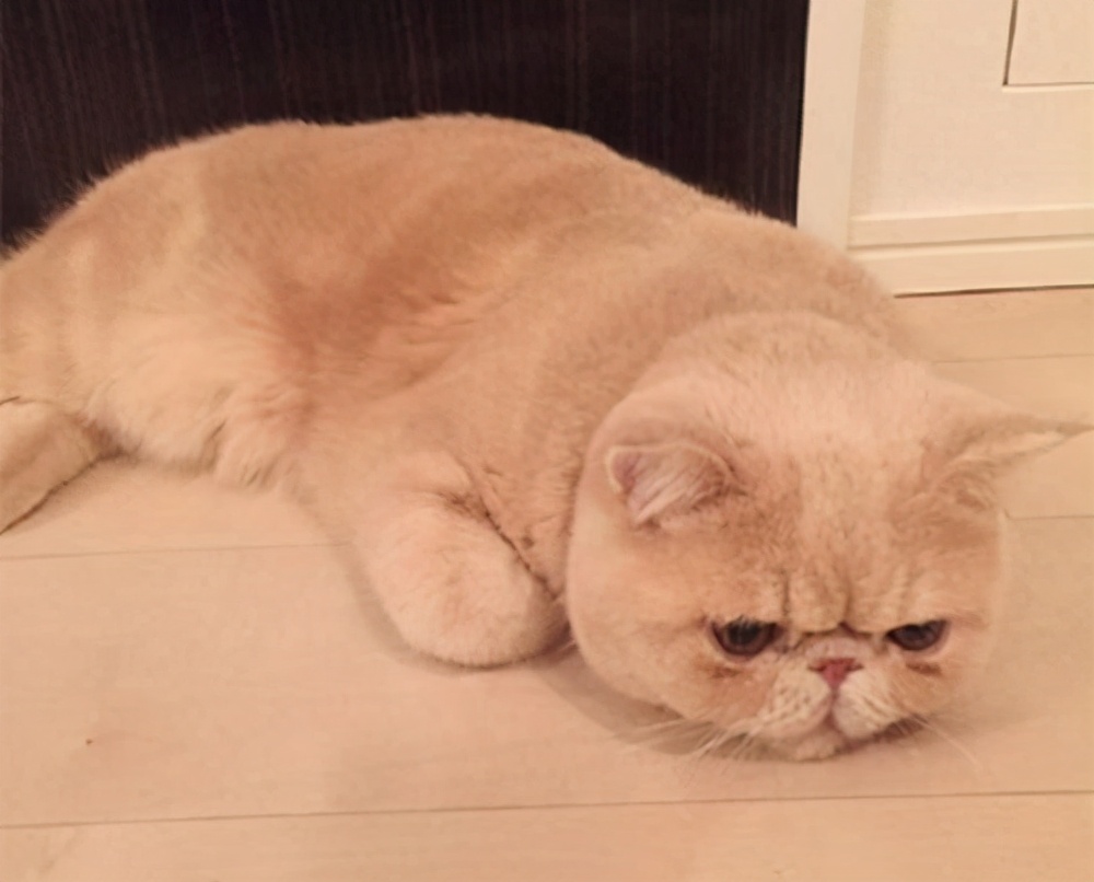 如何正确的养一只加菲猫,为什么不建议养加菲猫