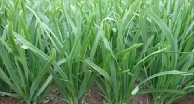 大麦若叶青汁真的能改善便秘嘛,日本大麦若叶青汁通便吗