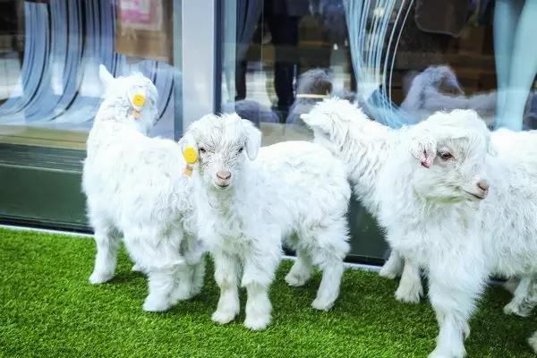 怎样挑选真正的纯羊毛大衣,双面呢羊毛大衣知识讲解