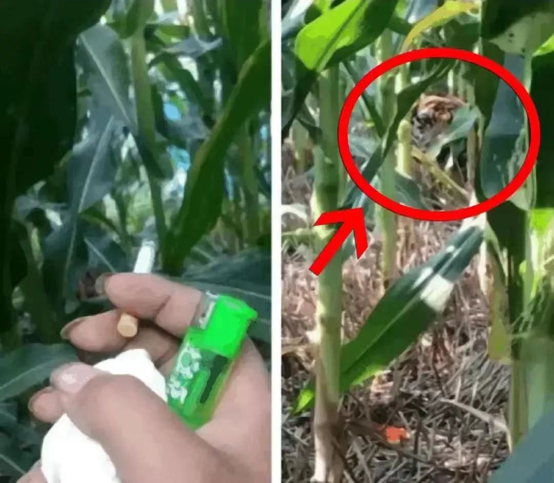 自己在玉米地里突然发现了个洞,在玉米地里迷路了怎么办