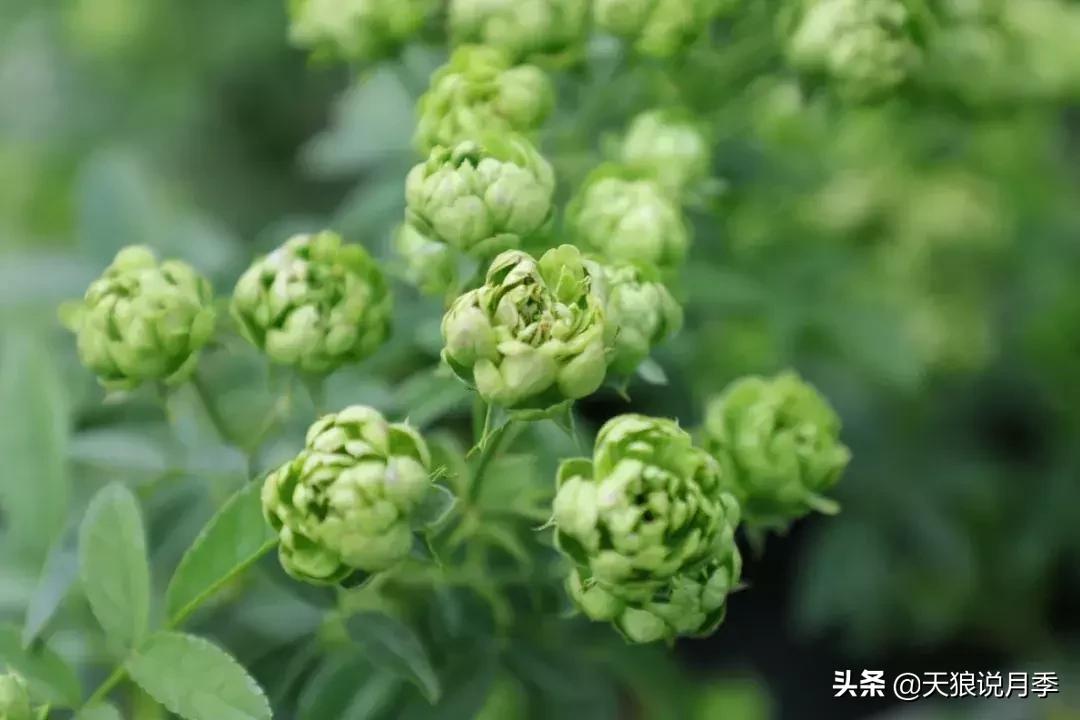 稀奇古怪的月季花,月季几款妖花