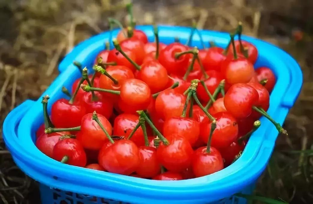 宁波横溪樱桃采摘,宁波周边樱桃采摘