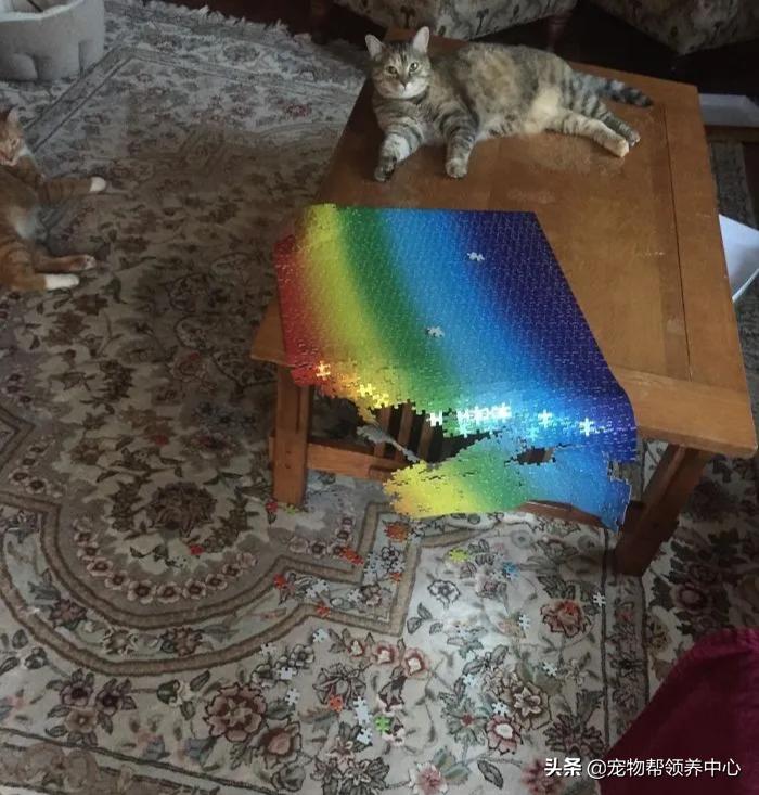 养猫你们觉得要不要放出去,养猫可以玩什么