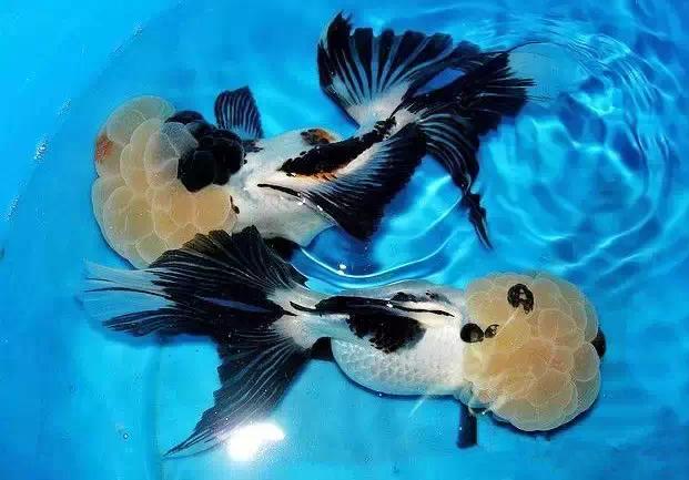 这些五彩斑斓的金鱼养眼又养心,最美的观赏金鱼值得一看