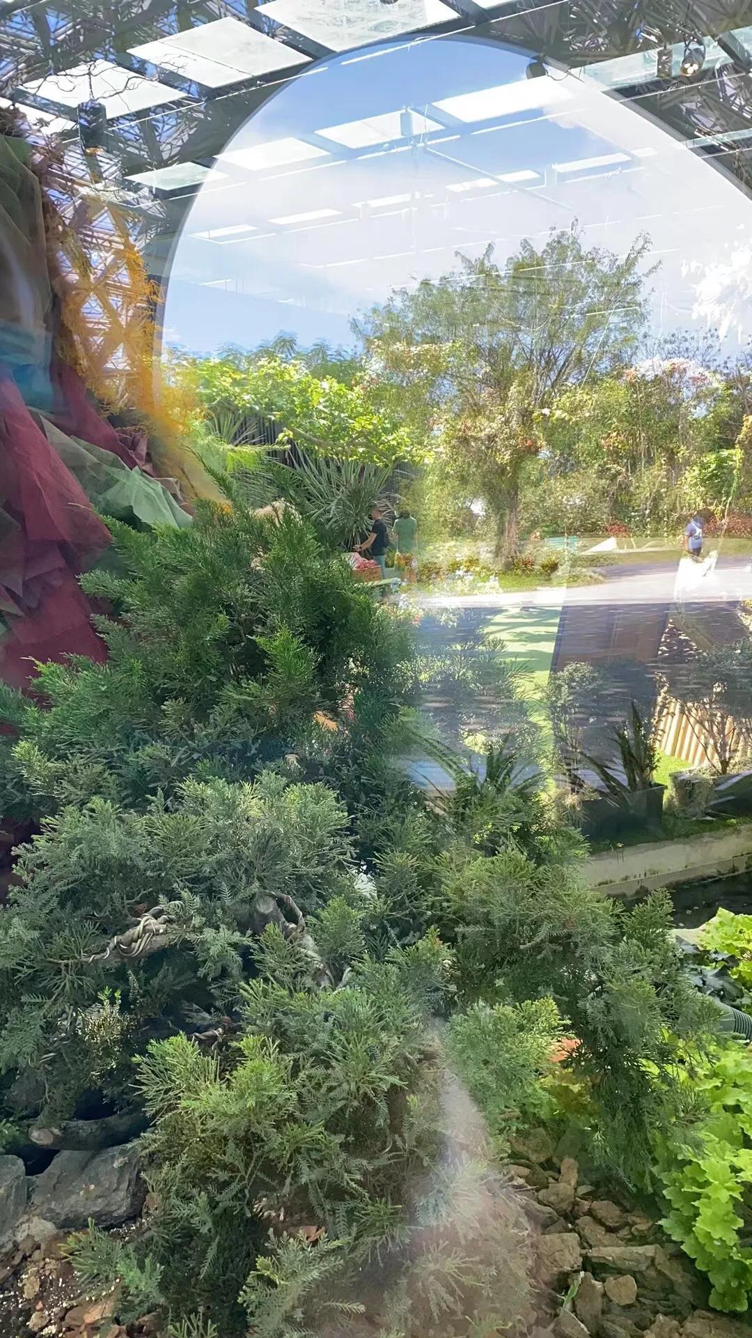 新加坡滨海湾花园温室,新加坡金沙滨海湾花园图片