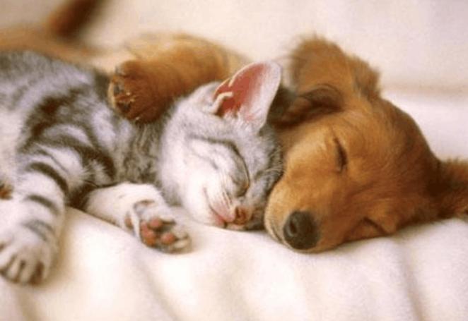 猫鼻子受伤流血怎么止血,猫咪受伤了用什么药止血