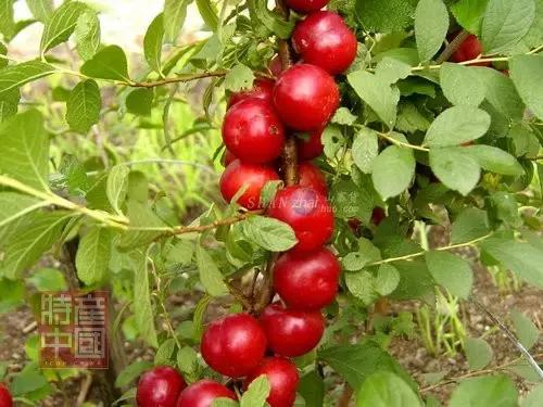 世界稀奇水果品种大全,世界热带奇特水果品种介绍