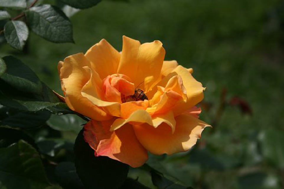 聪慧人生的价值,聪慧过人理解能力强