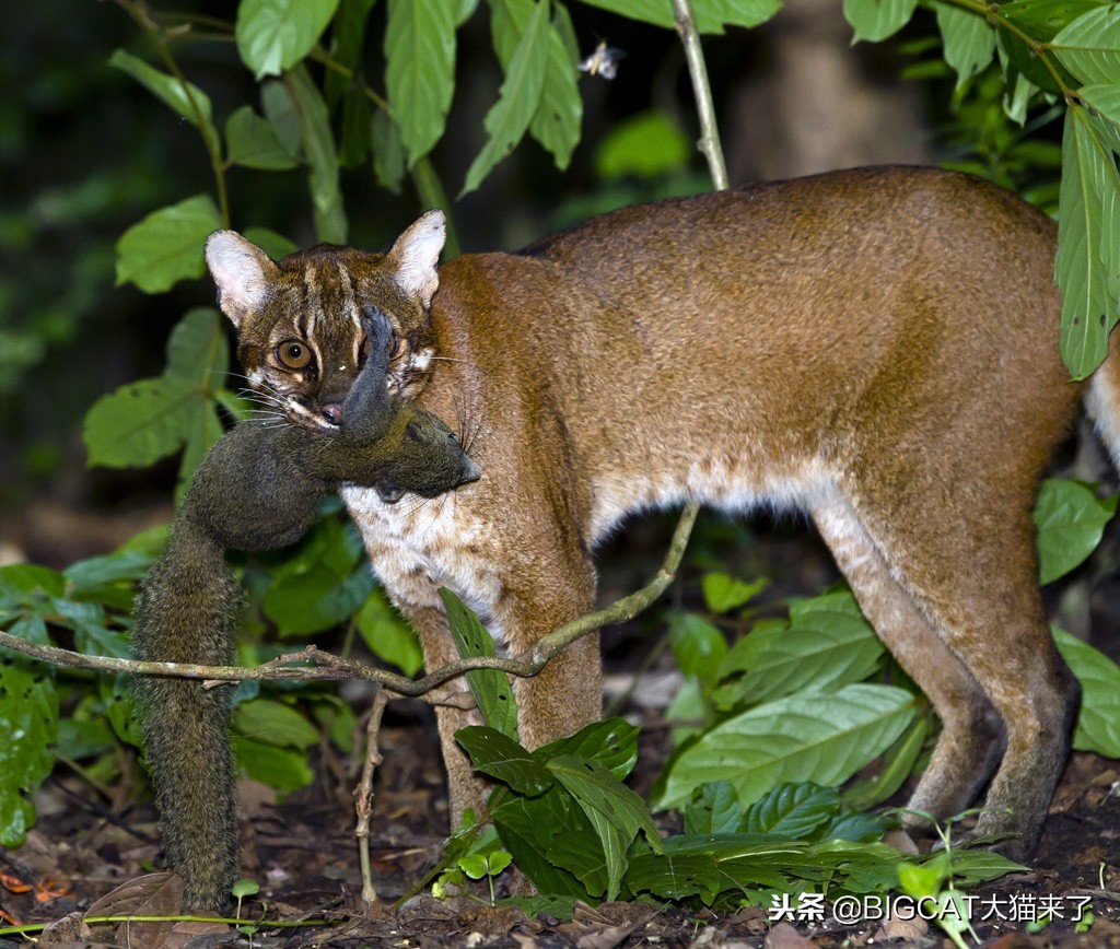 大猫终极捕食者,大猫终极捕食者雪豹