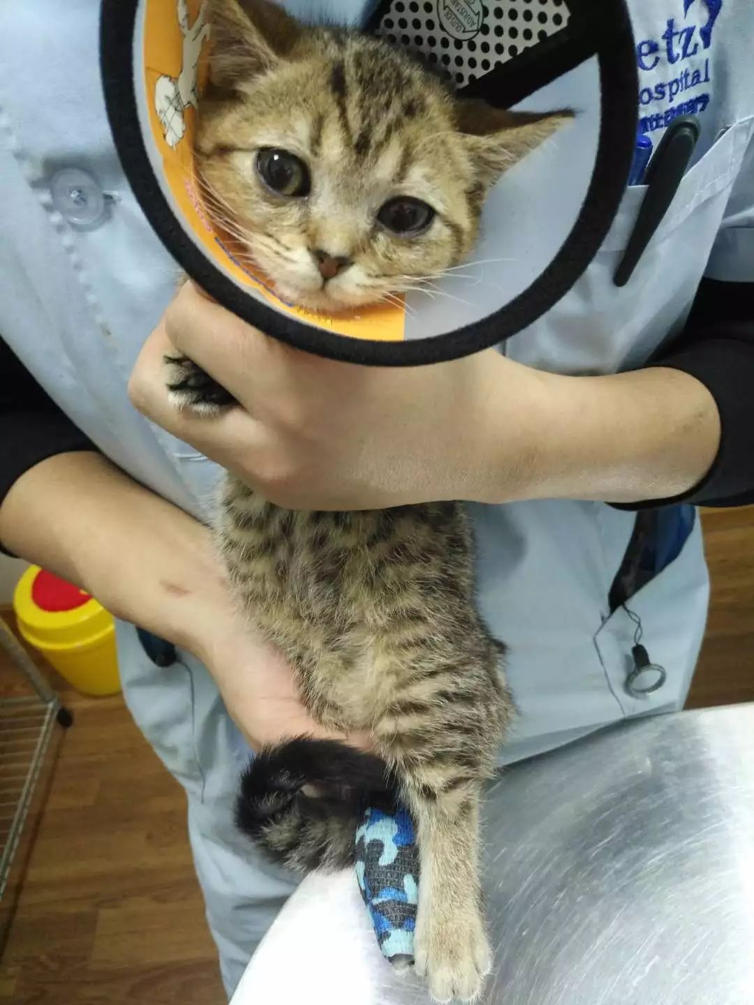 猫只喂火腿肠能活吗,猫因为脂肪肝导致完全不能进食