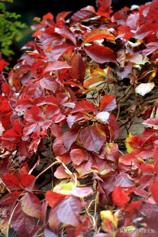 纯情的红叶……爬山虎