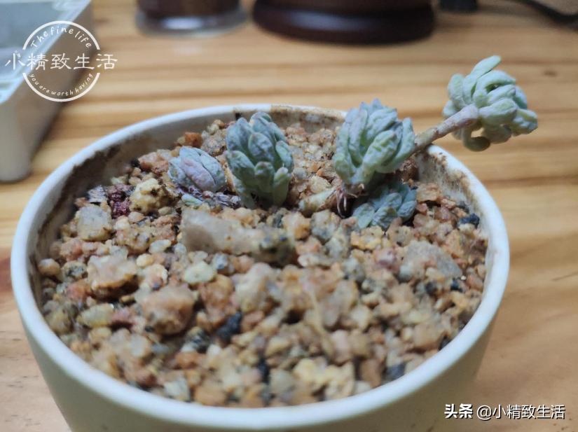 多肉长气根该怎么处理,多肉长气根的原因和处理方法