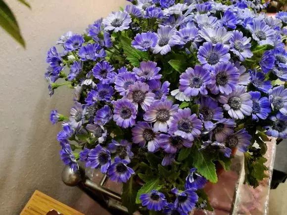 怎样才能让瓜多结果,怎样让瓜类多结瓜