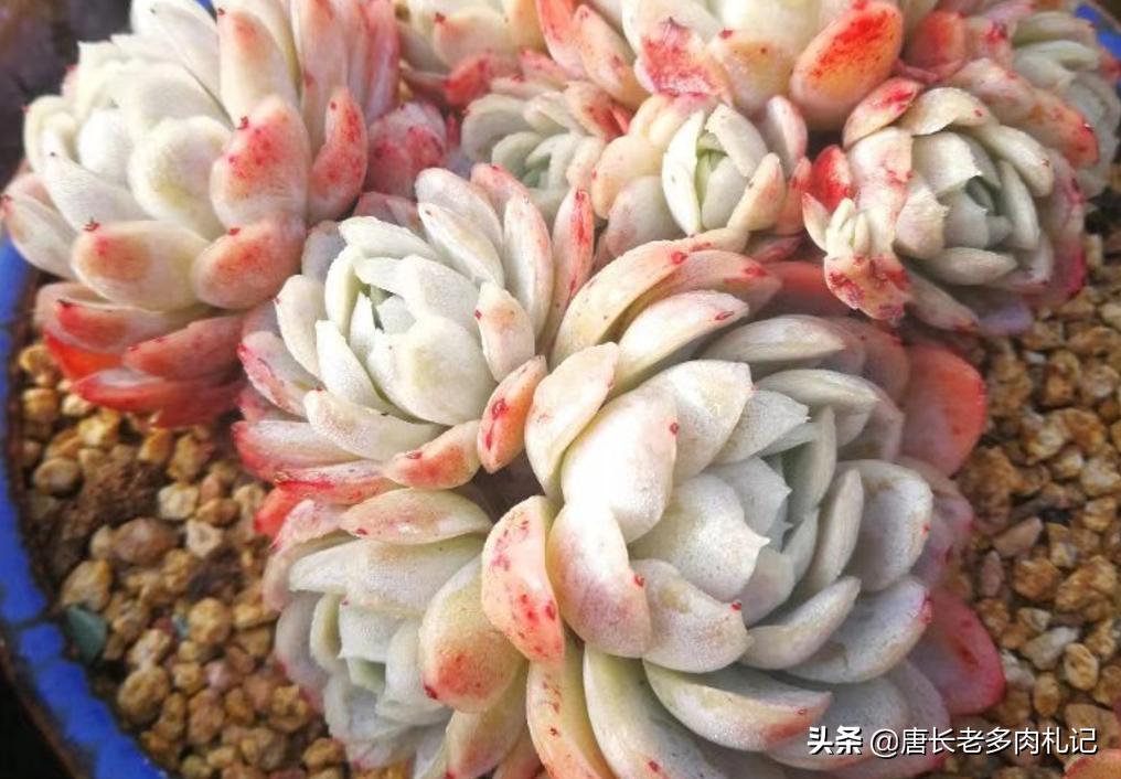 冰梅多肉皮实好养吗,冰梅多肉和迪奥多肉有什么区别