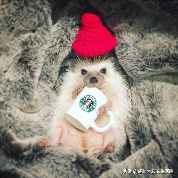 小刺猬到底有多可爱,很可爱的小刺猬有哪些