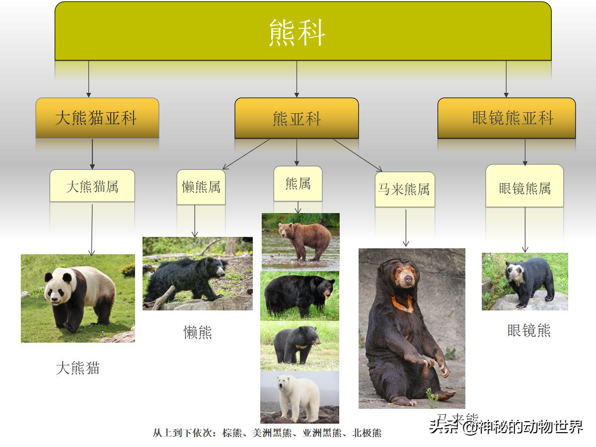 大熊猫是肉食动物还素食动物,大熊猫是肉食动物吗