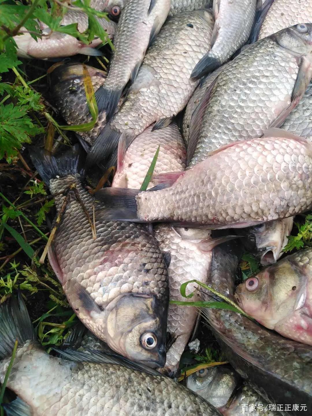 水产鱼出血病怎么治,鱼出血病最快的治疗方法