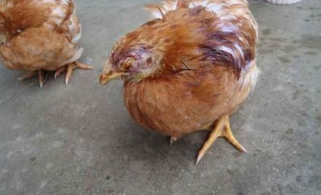夏季鸡痘病怎么冶,如何高效预防鸡痘的发生