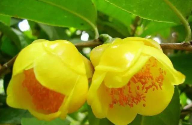 中国十大名花你认识几种呢,中国十大名花你喜欢哪种呢