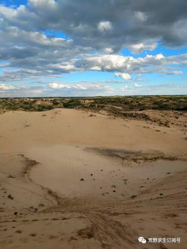 仙人掌在沙漠里是怎么生存下来的,在沙漠怎么才能活下来