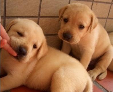 巧克力色拉布拉多幼犬是怎么回事,巧克力色拉布拉多毛发白