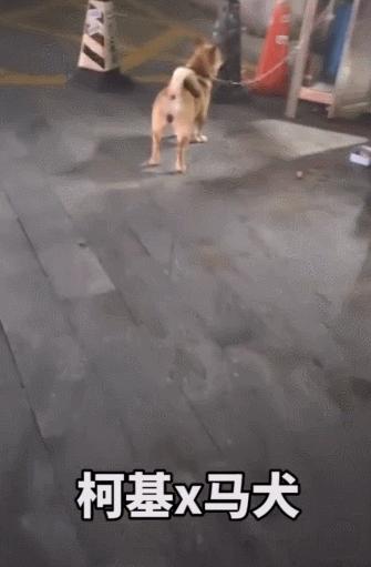 让狗子远离柯基,让你家狗离柯基远点