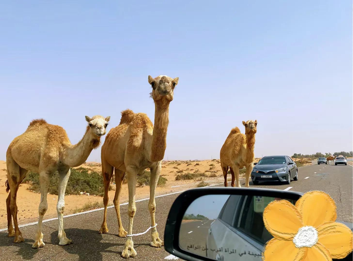 疫情期间能去日本打工么,疫情期间去新加坡打工