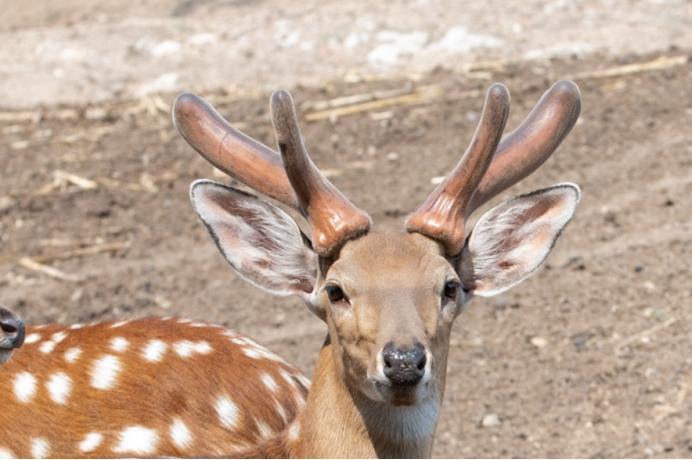 行业人一分钟教你挑选鹿茸,鹿茸的功效与作用鹿茸怎样挑选