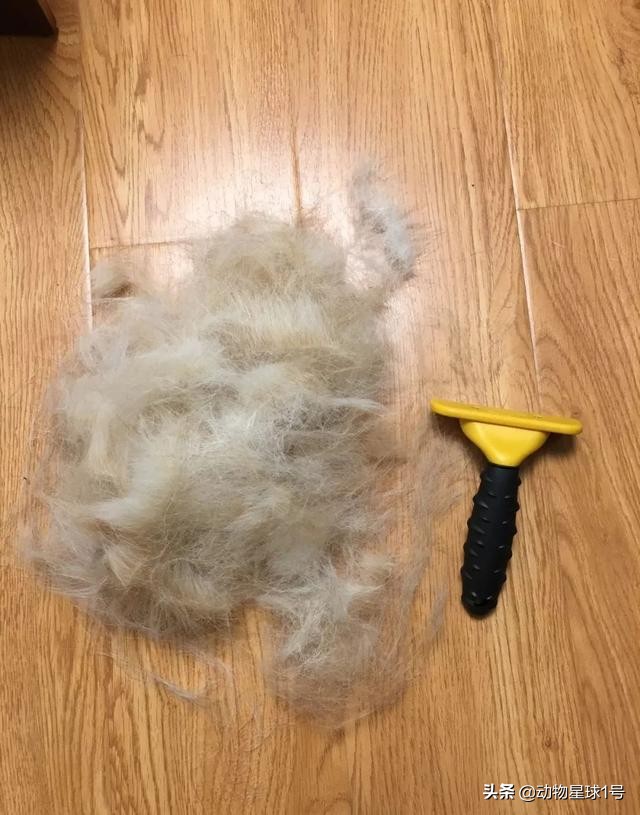 猫狗掉的毛可以织毛衣铲屎官：习惯就好