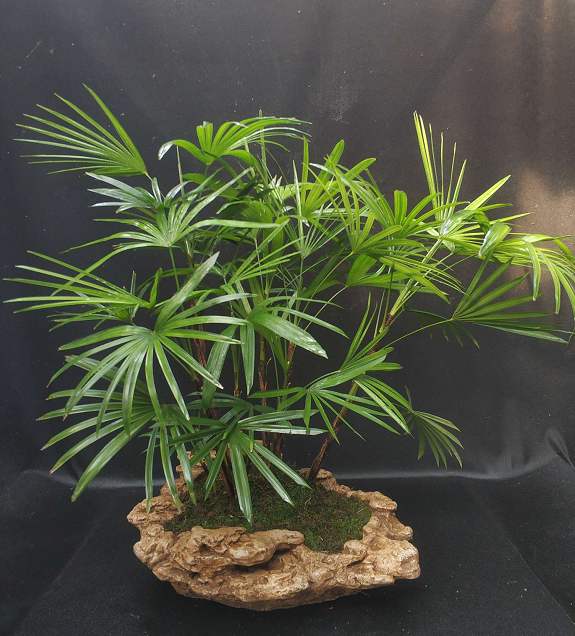 高端绿植金山棕,金山棕竹为什么是高端绿植