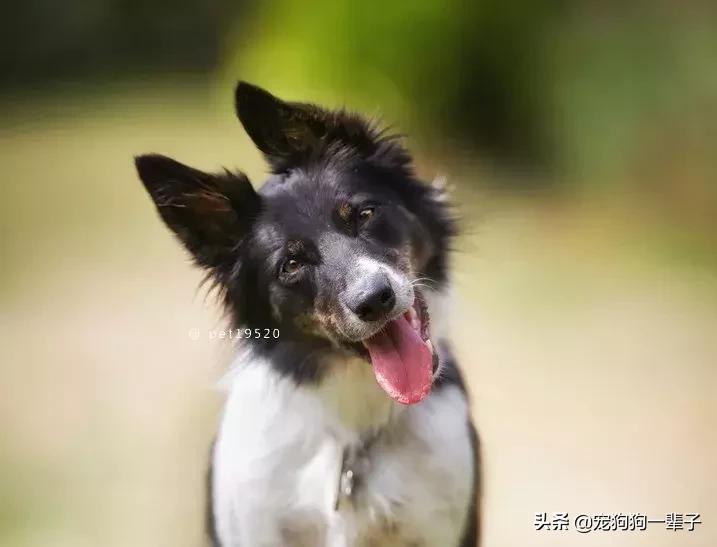 为什么狗歪着头,狗歪着头跑