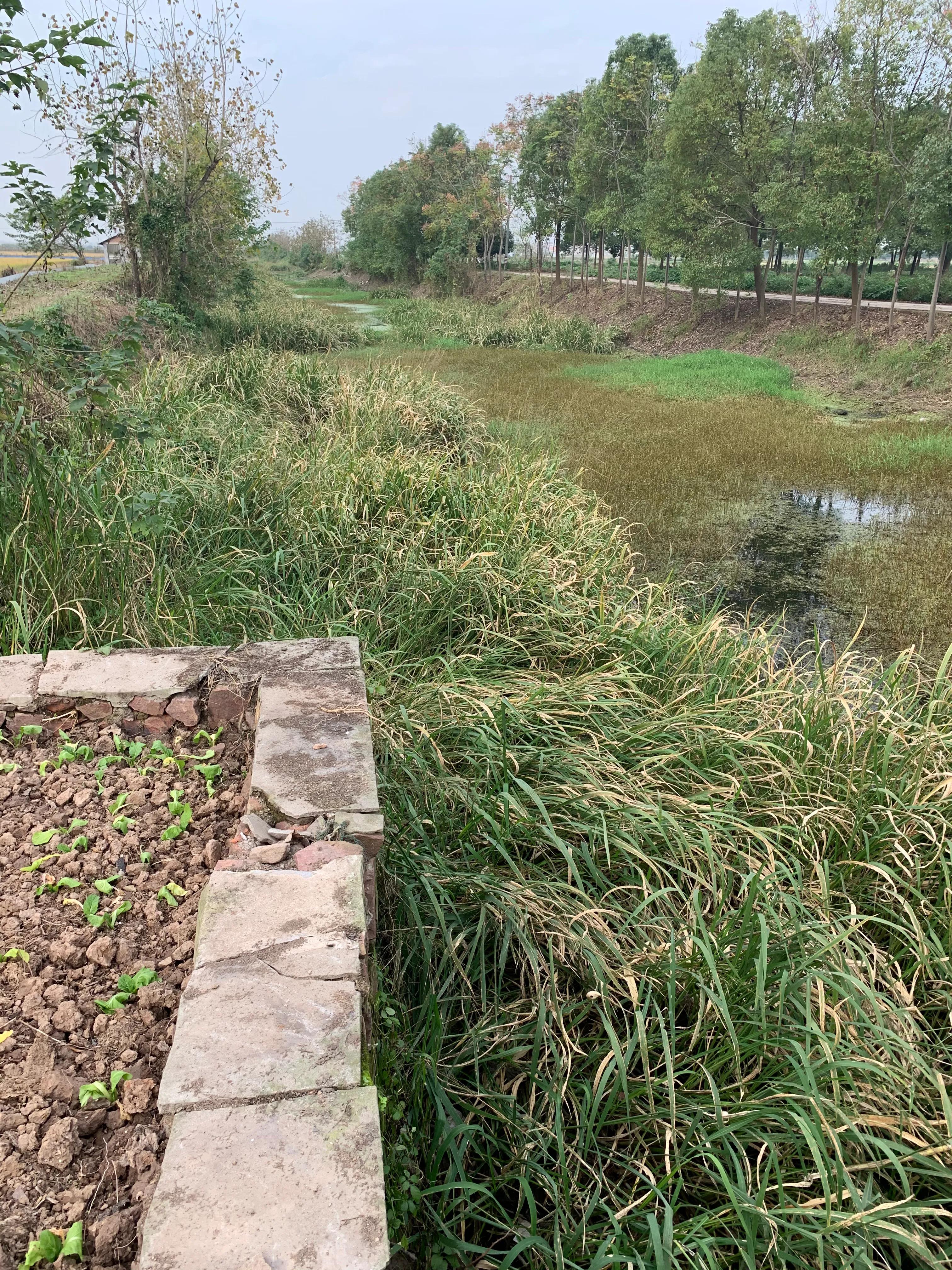 辟谣：谨防虾苗出洞死亡？投食之前先清理环沟里面老化挂脏的水草