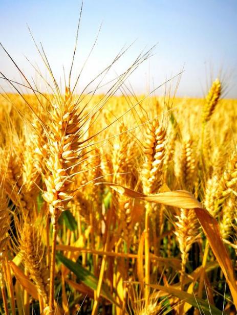 诗歌的收获,有关收麦子的古诗词有哪些