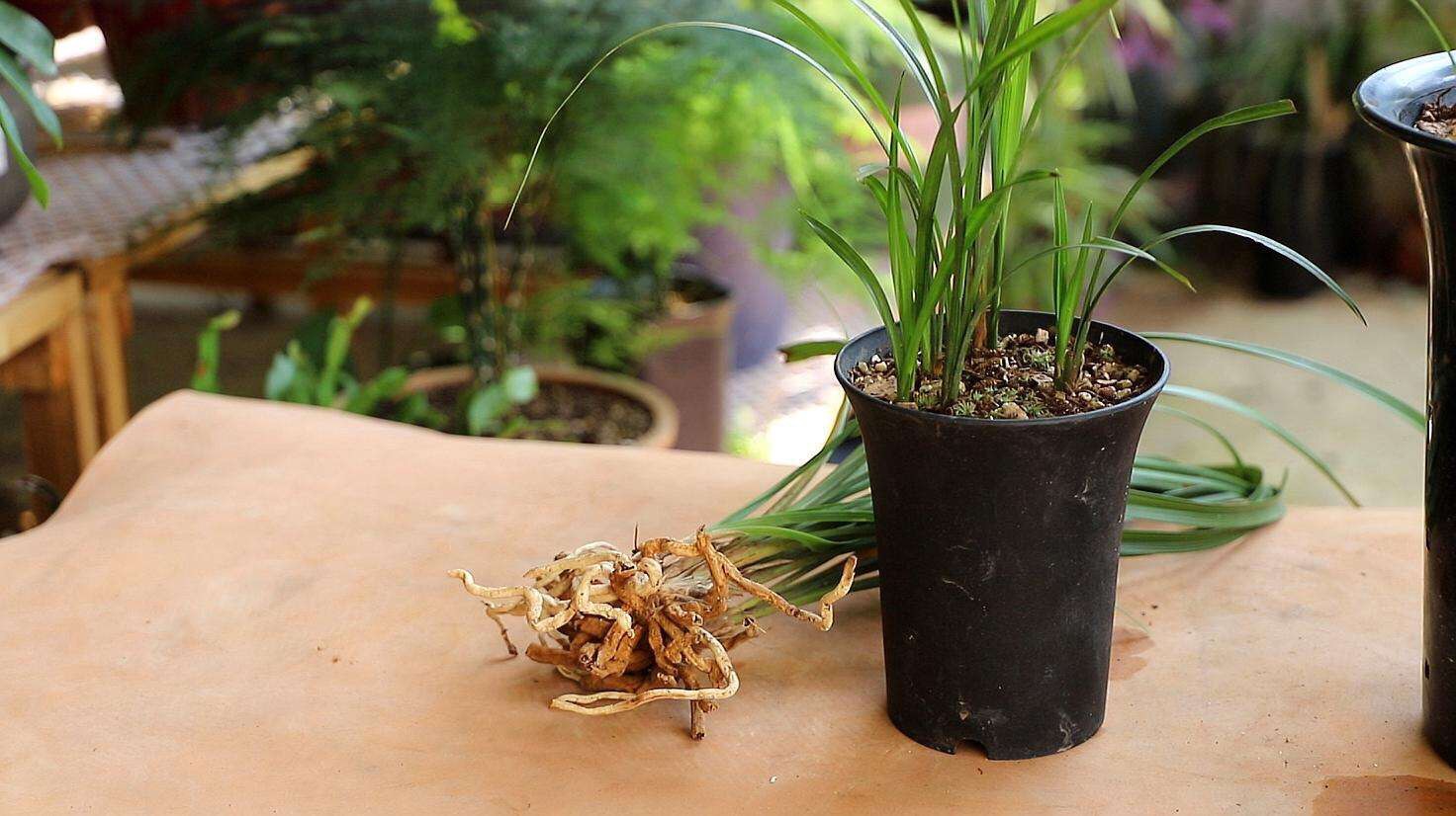 养花施肥用什么肥料效果好,养花施肥用什么肥料