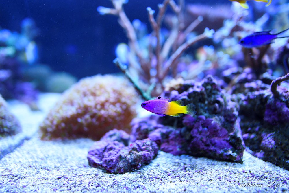 经典海水礁岩生态缸分享，180×120×60厘米三面观赏海缸