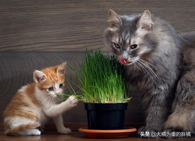 猫咪吐毛球什么方法最好,猫咪吐毛球最有效的方法