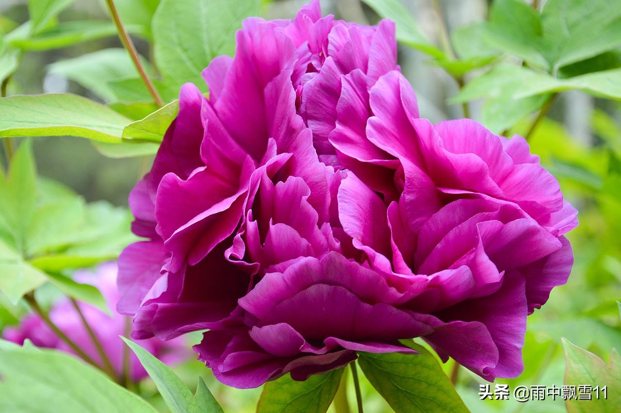 牡丹花怎么养才能旺盛,牡丹花怎么养开花大