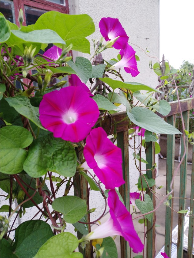 可爱的牵牛花作文400字,可爱的牵牛花的作文300字