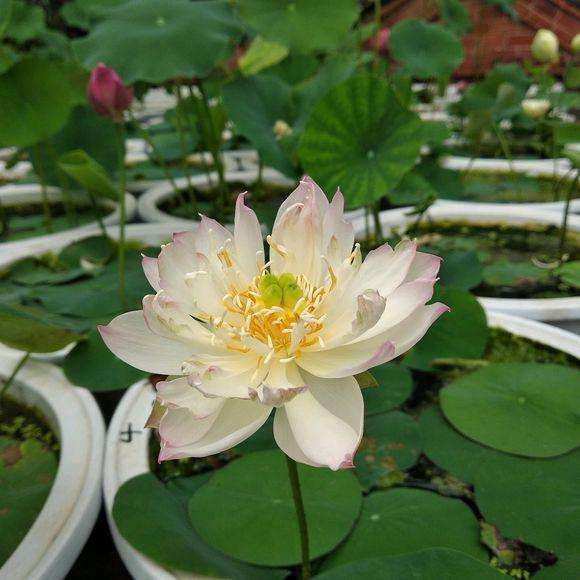 水培碗莲从发芽到开花需要多久,碗莲种子只长叶不开花怎么回事