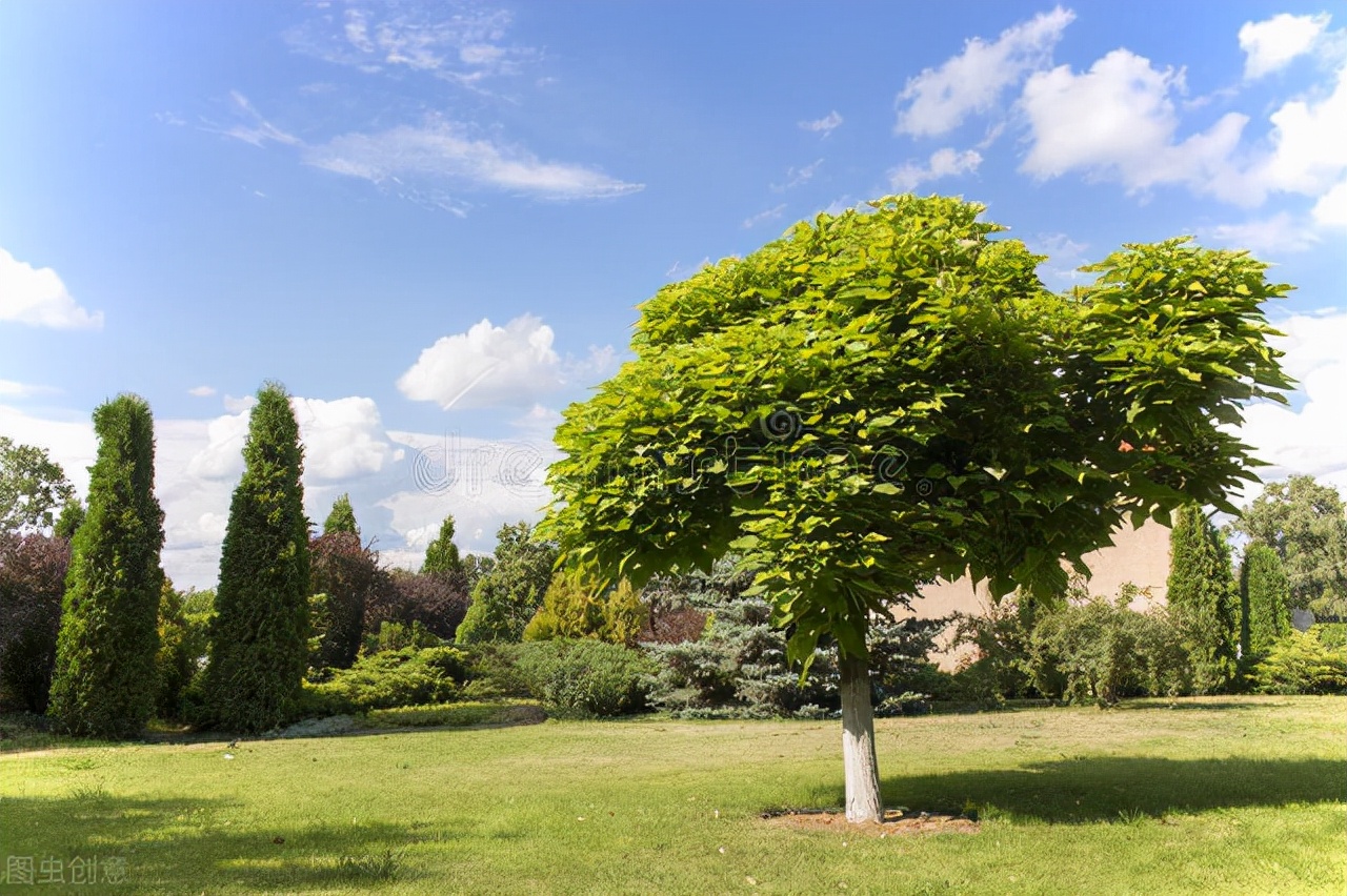 梓字在名字中的寓意,梓这个字的寓意
