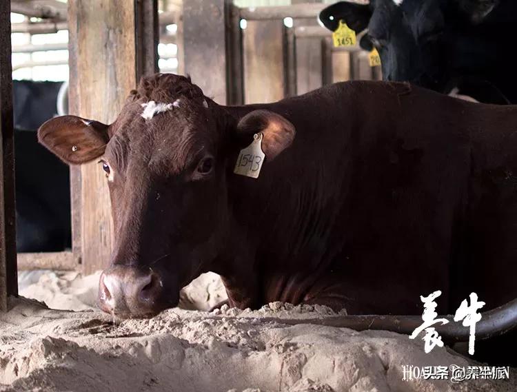 奶牛难产电视剧大结局,奶牛难产生孩子