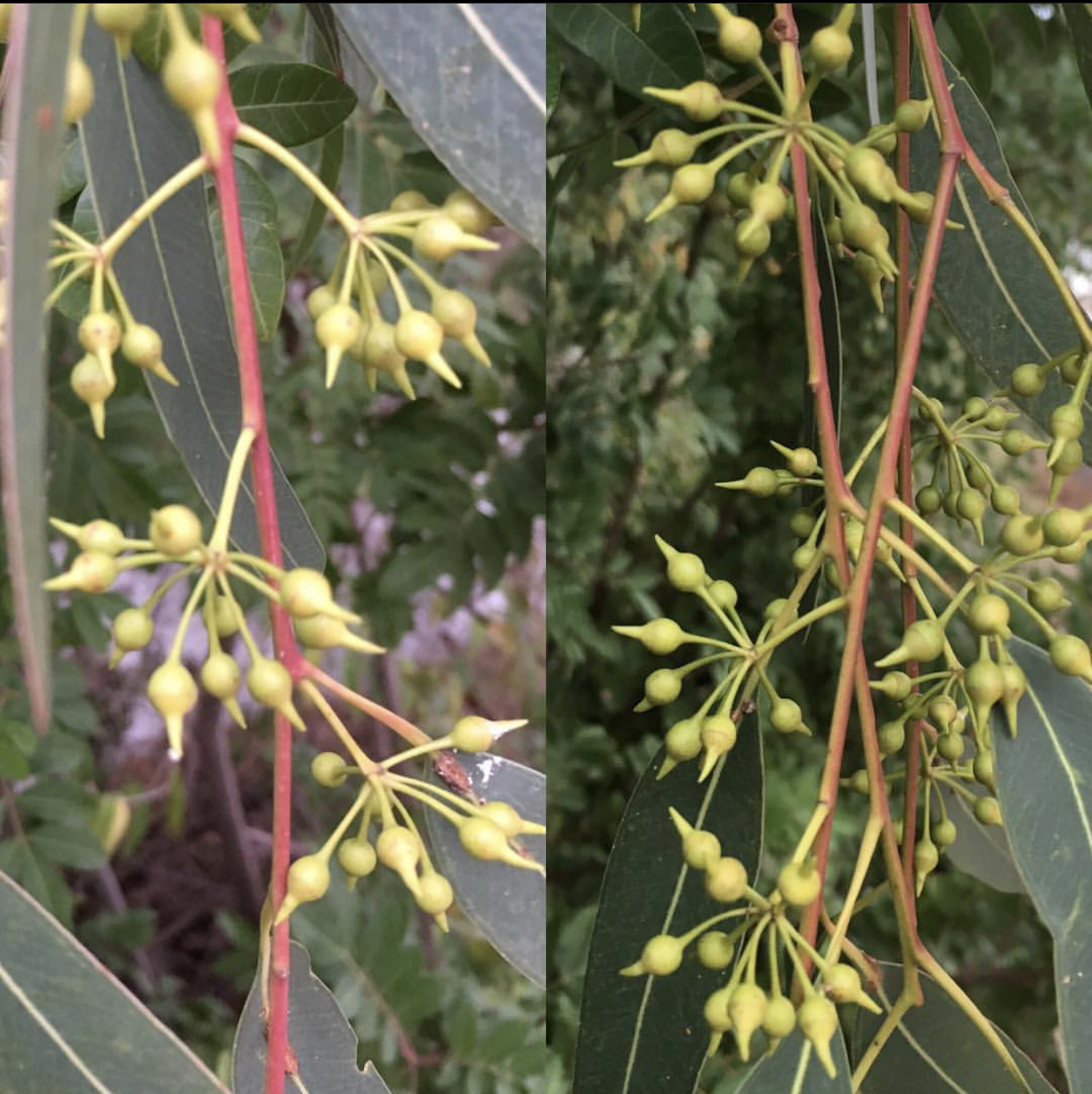 尤加利叶如何养长久,尤加利叶子怎么才会更香